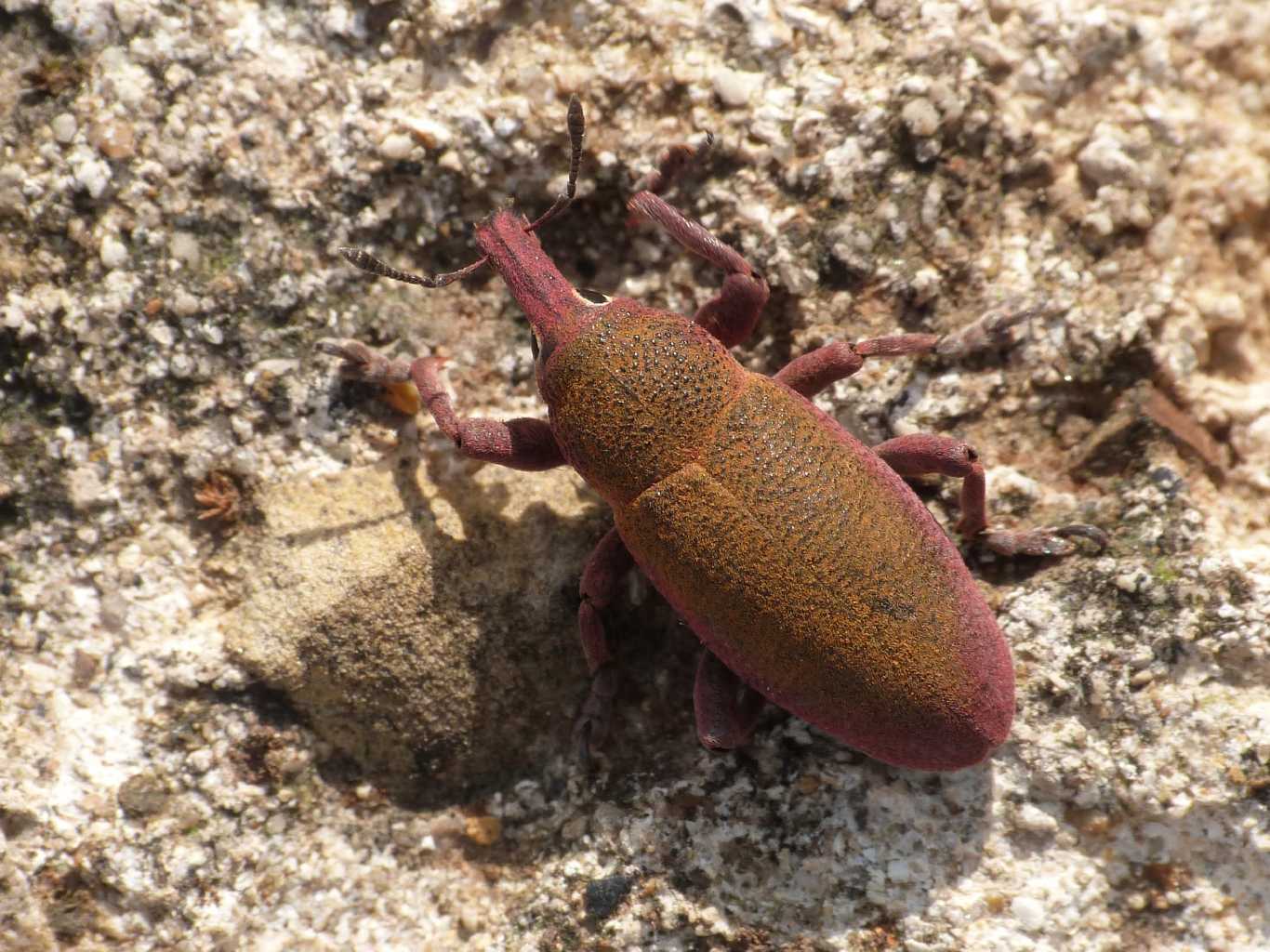 Lixomorphus algirus (Curculionidae) - Tolfa (RM)